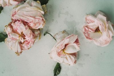 しおれて枯れてしまったピンクのバラが床に落ちている