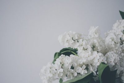 白いライラックの花