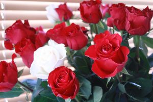 複数の赤いバラと白いバラ