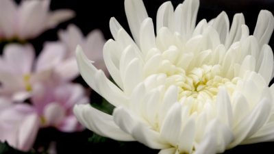 お供えの白い菊の花