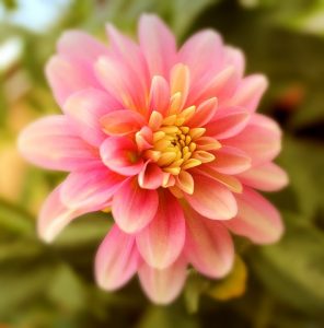 淡いピンク色のダリアの花