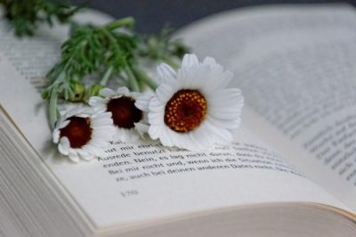 白い花と英語で書かれた本