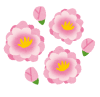 ピンクの桃の花とつぼみ