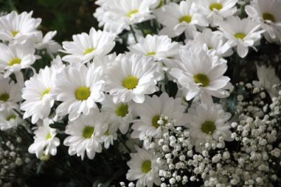 白のスプレーマムとかすみ草のお供え花