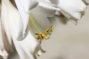 白いユリと黄色い花粉