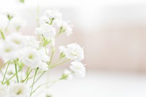 真っ白な生花のかすみ草