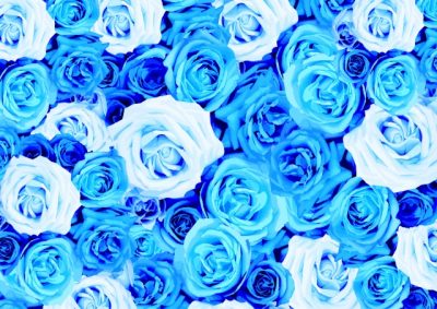 たくさんの種類の青いバラ