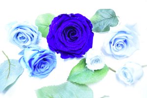 ５種類の色鮮やかなブルーのプリザーブドフラワーのバラ