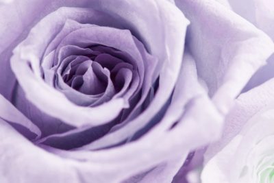 紫のバラのプリザーブドフラワー
