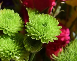 花びらがグリーン色の小さな小菊の画像