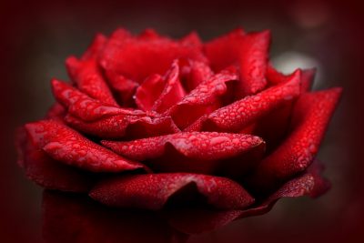 みずみずしい赤バラのアップ写真