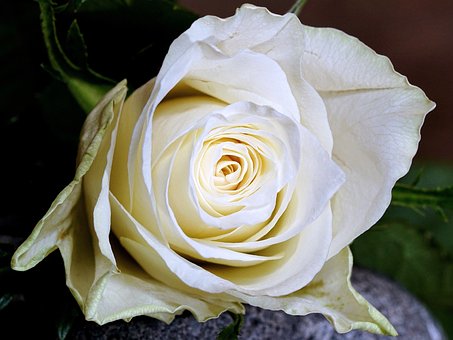 上司に贈る送別のお花 花言葉で選ぶおすすめbest5 プリザーブドフラワー専門通販サイトのフルールドゥマカロン