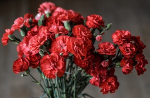 真っ赤なカーネションの花