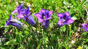 紫色の花びらのリンドウ