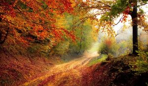 赤いもみじが美しい秋の山道