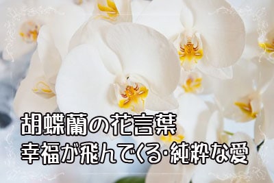 胡蝶蘭の花言葉…幸福が飛んでくる・純粋な愛